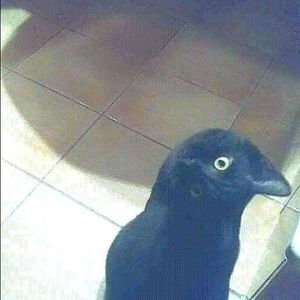 Meet your Posher, Luz